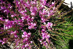 Indigofera langebergensis