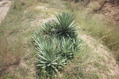Agave macroacantha