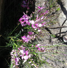 Indigofera langebergensis