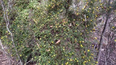 Hibbertia appressa