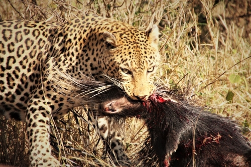 Cape Porcupine (Hystrix africaeaustralis)