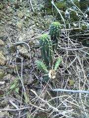 Euphorbia mammillaris