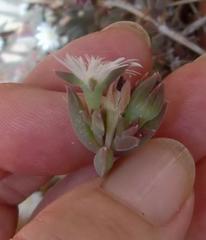 Delosperma litorale