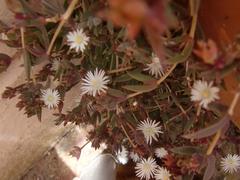 Delosperma litorale