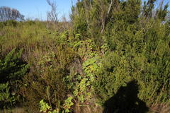 Pelargonium tomentosum