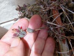 Delosperma litorale