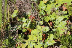 Pelargonium tomentosum