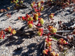 Crassula vaillantii