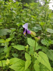 Torenia fournieri