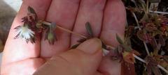 Delosperma litorale
