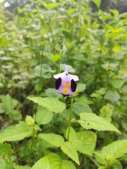 Torenia fournieri