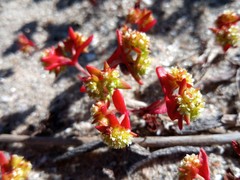 Crassula vaillantii