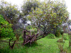 Eucalyptus macrandra