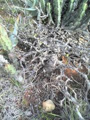 Pachypodium