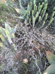 Pachypodium