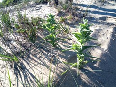 Ferraria foliosa