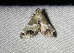 Arescoptera idiotypa