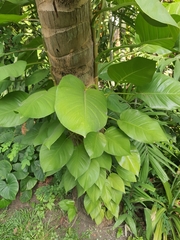 Epipremnum aureum