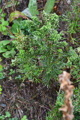 Artemisia manshurica