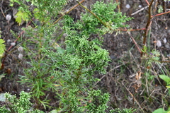 Artemisia manshurica