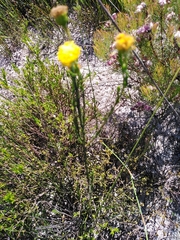 Chrysocoma esterhuyseniae