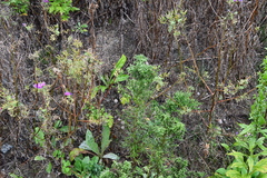 Artemisia manshurica