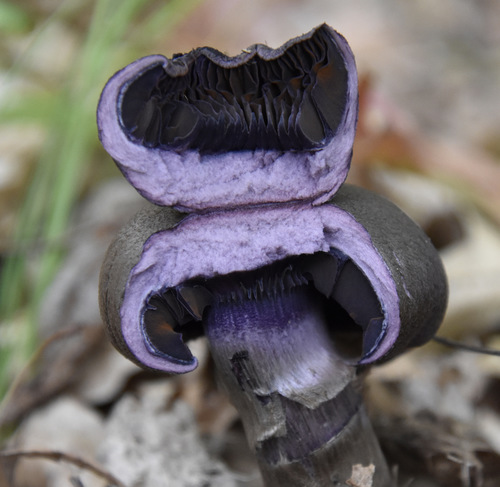 photo of Violet Webcap (Cortinarius violaceus)