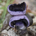 photo of Violet Webcap (Cortinarius violaceus)