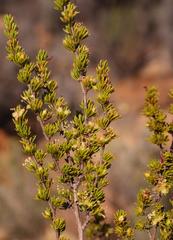 Cliffortia teretifolia