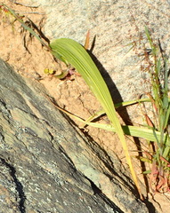 Wachendorfia multiflora