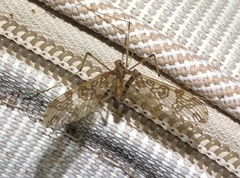 Mischoderus annuliferus