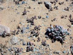 Euphorbia stapelioides
