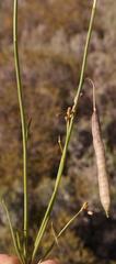 Heliophila carnosa