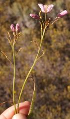 Heliophila carnosa
