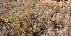Heliophila carnosa