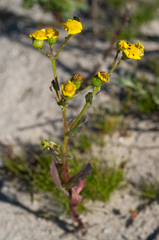 Senecio littoreus