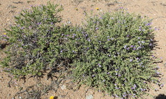 Jamesbrittenia fruticosa