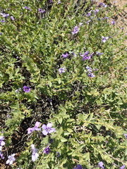 Jamesbrittenia fruticosa