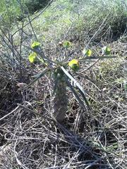 Euphorbia clava