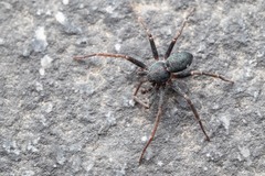 Pulchellodromus bistigma