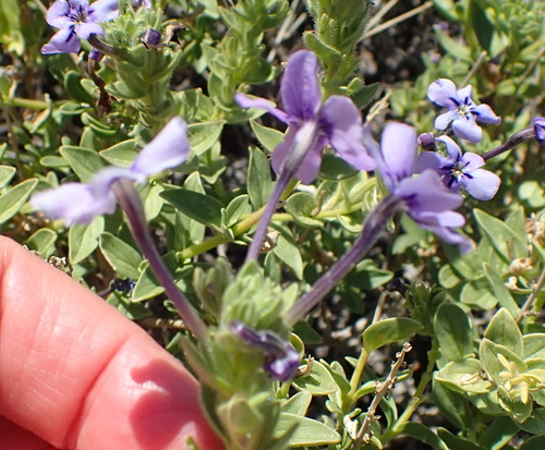 Image of Jamesbrittenia fruticosa by (c) Nicola van Berkel, some rights reserved (CC BY-SA)