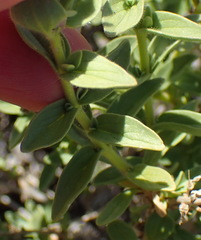 Jamesbrittenia fruticosa