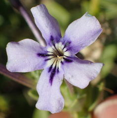 Jamesbrittenia fruticosa