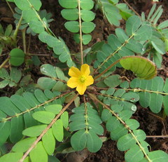 Biophytum sensitivum