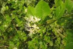 Capparis sepiaria