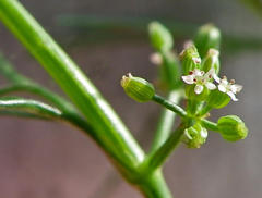 Cyclospermum leptophyllum