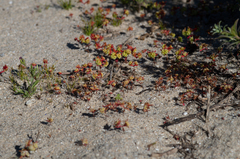 Crassula vaillantii