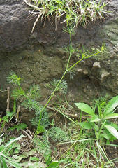 Cyclospermum leptophyllum