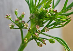 Cyclospermum leptophyllum