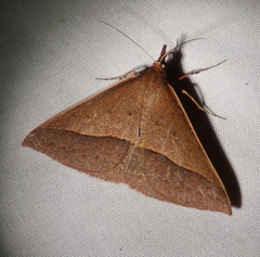 Epidesmia chilonaria